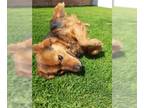 Golden Retriever DOG FOR ADOPTION RGADN-1090385 - Eulogio - Golden Retriever Dog