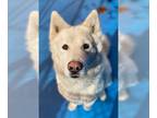 Mix DOG FOR ADOPTION RGADN-1090389 - Juno - Husky Dog For Adoption