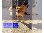 Boxer DOG FOR ADOPTION RGADN-1090396 - Big Bruno - Boxer Dog For Adoption