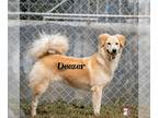 Golden Retriever Mix DOG FOR ADOPTION RGADN-1090400 - Deezer - Golden Retriever