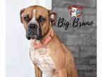 Bullmastiff Mix DOG FOR ADOPTION RGADN-1090405 - Big Bruno - Bullmastiff / Mixed