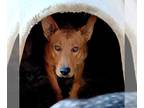Carolina Dog Mix DOG FOR ADOPTION RGADN-1090422 - Apache - Carolina Dog / Mixed