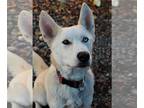 Siberian Husky DOG FOR ADOPTION RGADN-1090424 - Willow - Siberian Husky Dog For