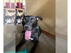 American Pit Bull Terrier-Labrador Retriever Mix DOG FOR ADOPTION RGADN-1090425