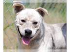 Huskies Mix DOG FOR ADOPTION RGADN-1088208 - Tucker - Australian Cattle Dog/Blue