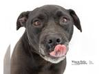 American Pit Bull Terrier Mix DOG FOR ADOPTION RGADN-1088726 - Cosmo - Pit Bull