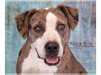 Catahoula Leopard Dog Mix DOG FOR ADOPTION RGADN-1088729 - Luna - Catahoula