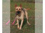 German Shepherd Dog Mix DOG FOR ADOPTION RGADN-1088808 - Blondie - German