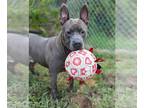 American Pit Bull Terrier Mix DOG FOR ADOPTION RGADN-1089269 - Percy - American