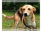 Feist Terrier-German Shepherd Dog Mix DOG FOR ADOPTION RGADN-1089599 - Moa -