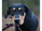 Black and Tan Coonhound-Doberman Pinscher Mix DOG FOR ADOPTION RGADN-1089716 -