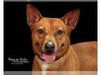 Rat Terrier-pomeranian spitz Mix DOG FOR ADOPTION RGADN-1089804 - Harvey - Rat