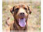 Chesapeake Bay Retriever-Chocolate Labrador retriever Mix DOG FOR ADOPTION
