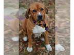 Basset Hound-Redbone Coonhound Mix DOG FOR ADOPTION RGADN-1090263 - Hannah -
