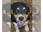 Doberman Pinscher-Greater Swiss Mountain Dog Mix DOG FOR ADOPTION RGADN-1090314