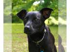 Australian Kelpie-Labrador Retriever Mix DOG FOR ADOPTION RGADN-1090320 - Onyx -