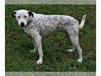 Dalmatian-Labrador Retriever Mix DOG FOR ADOPTION RGADN-1090489 - Liana -