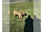 Fila Brasileiro DOG FOR ADOPTION RGADN-1090921 - Arctos - Fila Brasileiro (short