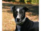 Basenji-Labrador Retriever Mix DOG FOR ADOPTION RGADN-1091671 - Maverick -