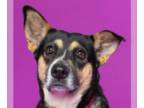 Labrador Retriever Mix DOG FOR ADOPTION RGADN-1093278 - Hattie - Shepherd /