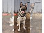 German Shepherd Dog-Huskies Mix DOG FOR ADOPTION RGADN-1090083 - Noki - German