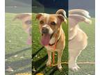 Basenji Mix DOG FOR ADOPTION RGADN-1092493 - Bella 2 - Basenji / Mixed Dog For