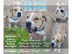 American Pit Bull Terrier-Bull Terrier Mix DOG FOR ADOPTION RGADN-1087587 -