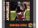Bullboxer Pit DOG FOR ADOPTION RGADN-1087615 - ANNABELLE "Annie" - Boxer / Pit