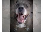 American Pit Bull Terrier DOG FOR ADOPTION RGADN-1087902 - GEORGE - Pit Bull