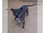 American Staffordshire Terrier Mix DOG FOR ADOPTION RGADN-1088330 - Buddy -