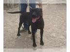 American Staffordshire Terrier Mix DOG FOR ADOPTION RGADN-1088450 - Bounty -