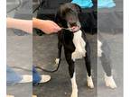 Great Pyredane DOG FOR ADOPTION RGADN-1088507 - Naomi - Great Dane / Great