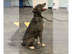 Great Pyredane DOG FOR ADOPTION RGADN-1088509 - Sebastian - Great Dane / Great