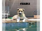 Anatolian Shepherd Mix DOG FOR ADOPTION RGADN-1088529 - Charli - Anatolian