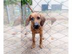 Labrador Retriever Mix DOG FOR ADOPTION RGADN-1088533 - Diesel - Hound /