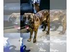 Mastiff DOG FOR ADOPTION RGADN-1088585 - Houston (coming soon) - Mastiff / Great