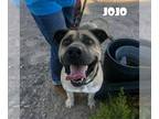 Mastiff Mix DOG FOR ADOPTION RGADN-1088587 - Jojo - Mastiff / Mixed Dog For