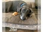 Great Dane DOG FOR ADOPTION RGADN-1088622 - Blue (Bonded with Bear) - Great Dane