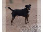 Labrador Retriever Mix DOG FOR ADOPTION RGADN-1088655 - Bolt - Labrador