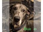 Great Dane DOG FOR ADOPTION RGADN-1088658 - Blue 2 - Great Dane Dog For Adoption