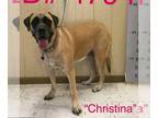 Mastiff DOG FOR ADOPTION RGADN-1088664 - Christina (bonded with Duke) (foster
