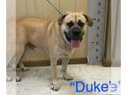 Mastiff DOG FOR ADOPTION RGADN-1088665 - Duke (bonded with Christina) (foster