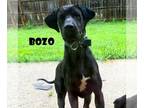 Great Dane DOG FOR ADOPTION RGADN-1088698 - Bozo (foster needed) - Great Dane