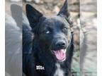 Labrador Retriever Mix DOG FOR ADOPTION RGADN-1088699 - Blitz - Labrador