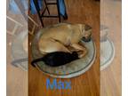 Boxer-Great Dane Mix DOG FOR ADOPTION RGADN-1088722 - Max - Great Dane / Boxer /