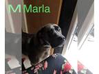 Boxer-Great Dane Mix DOG FOR ADOPTION RGADN-1088723 - Marla - Great Dane / Boxer
