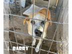 Saint Bernard Mix DOG FOR ADOPTION RGADN-1088750 - Barry - Saint Bernard / Mixed