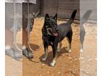 German Shepherd Dog-Huskies Mix DOG FOR ADOPTION RGADN-1089075 - Rocket - German