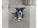 American Pit Bull Terrier Mix DOG FOR ADOPTION RGADN-1089223 - Bentley -