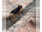 Rottweiler Mix DOG FOR ADOPTION RGADN-1089237 - Baby Girl - Rottweiler / Mixed